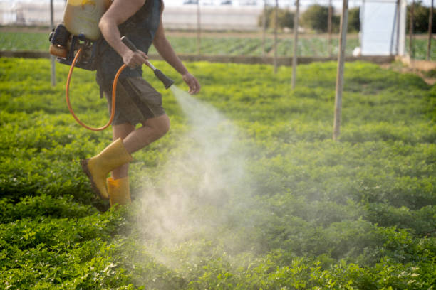 Best Ant Control Services  in Black Jack, MO