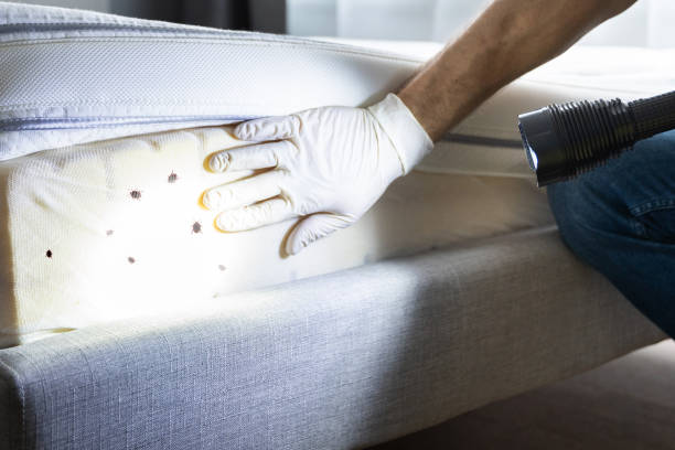 Best Pest Control Treatment  in Black Jack, MO